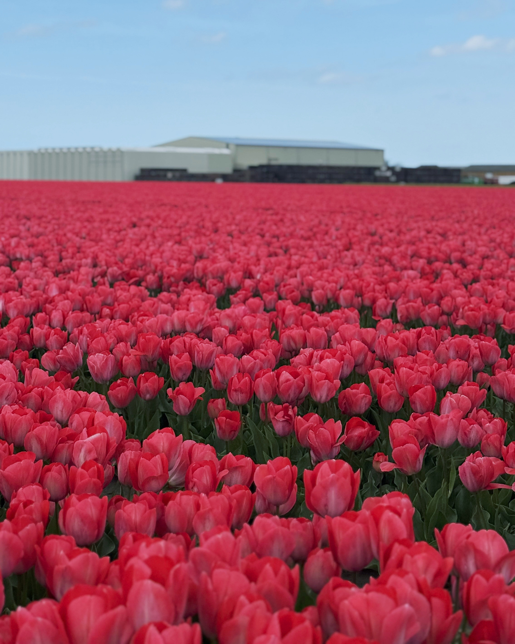 A Sea of Color: Exploring the Dutch Bollenstreek